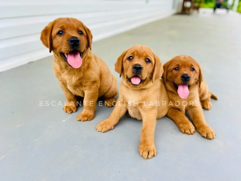 labrador puppies for sale
