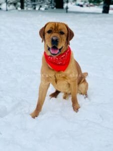 fox red labrador