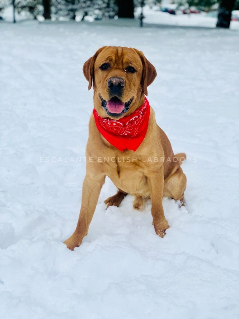 fox red labrador