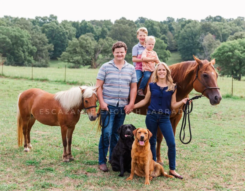 Labrador-retriever-breeders