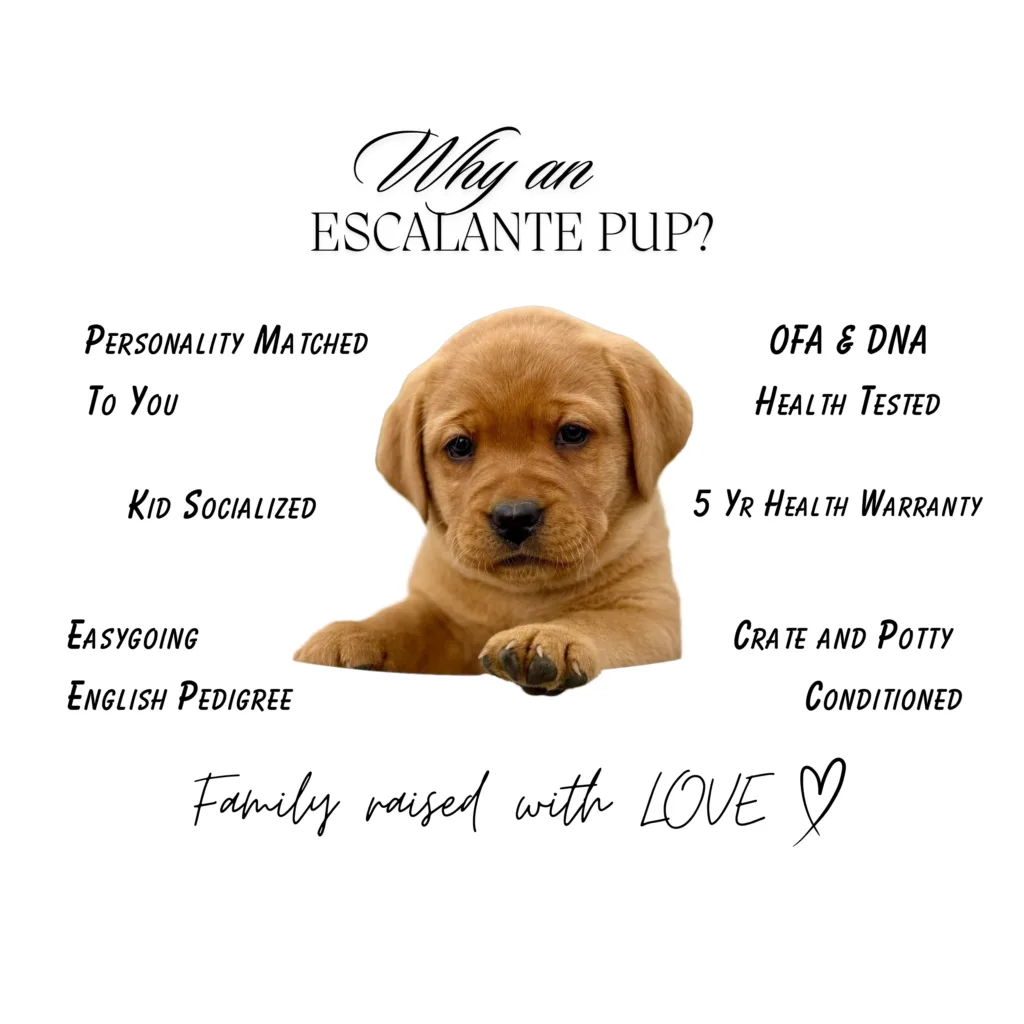 English lab breeders Tennessee