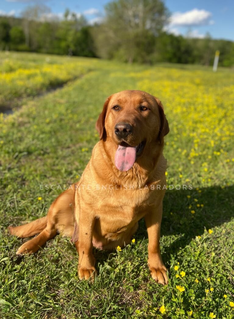 fox red labrador breeders