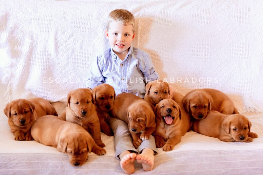 Lab Puppies Memphis TN