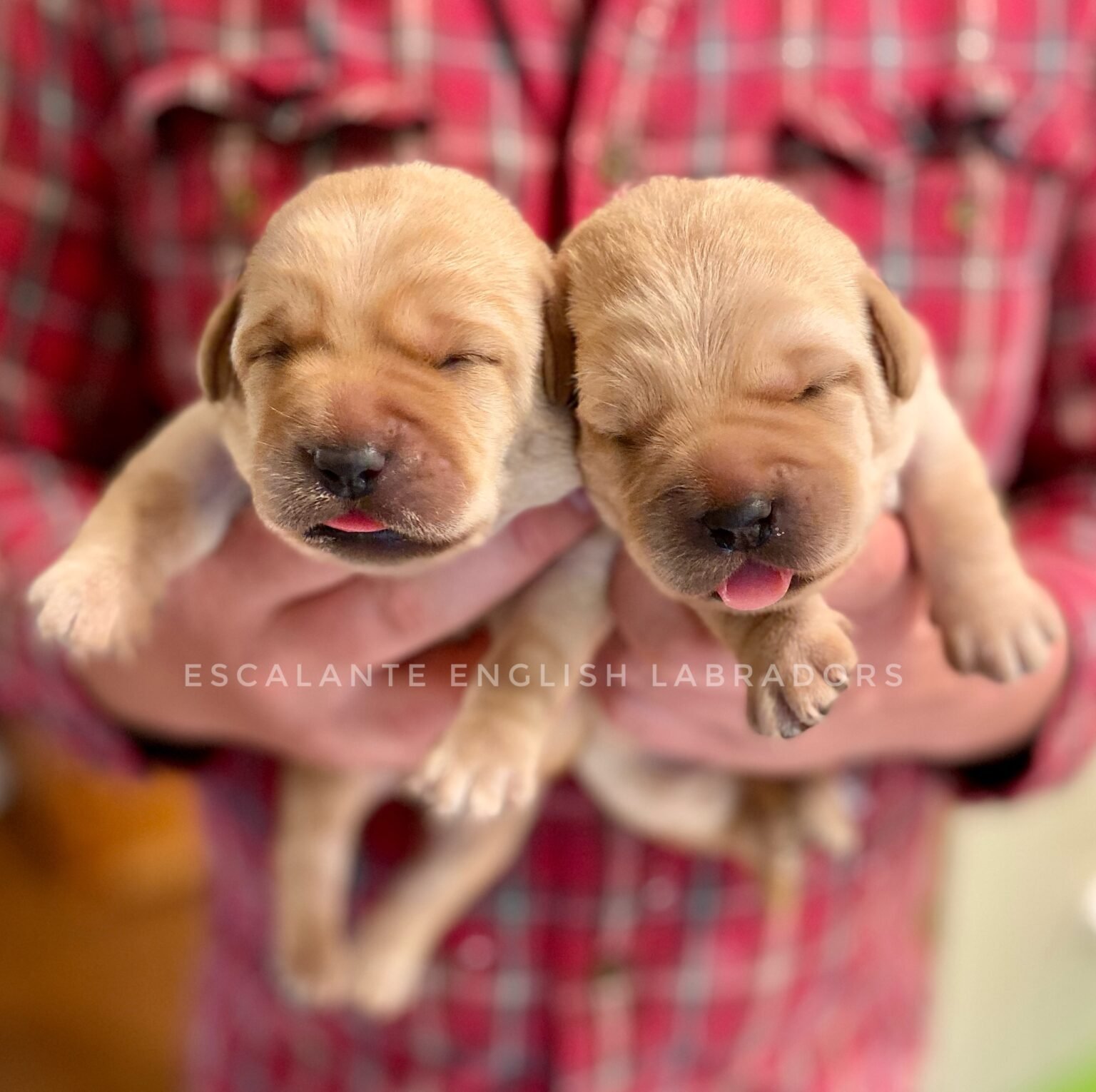 Best Labrador Breeders | How To Find A Reputable Breeder