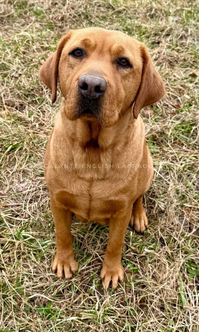 Labrador Breeders MA
