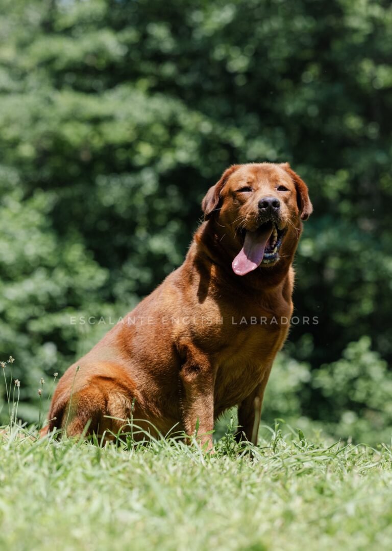 Red Lab