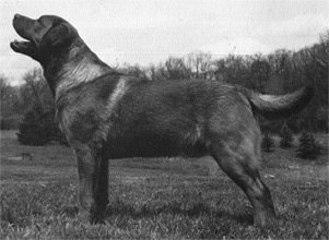 Fox Red English Lab