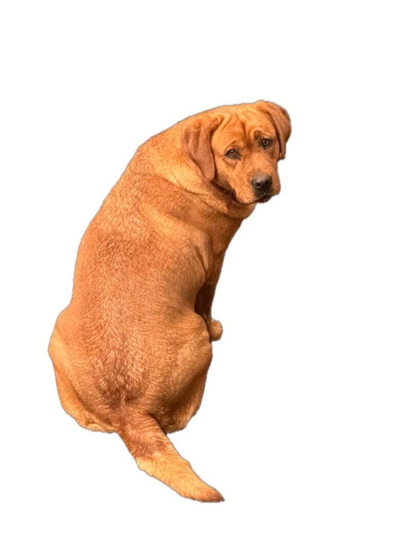 English lab breeders texas