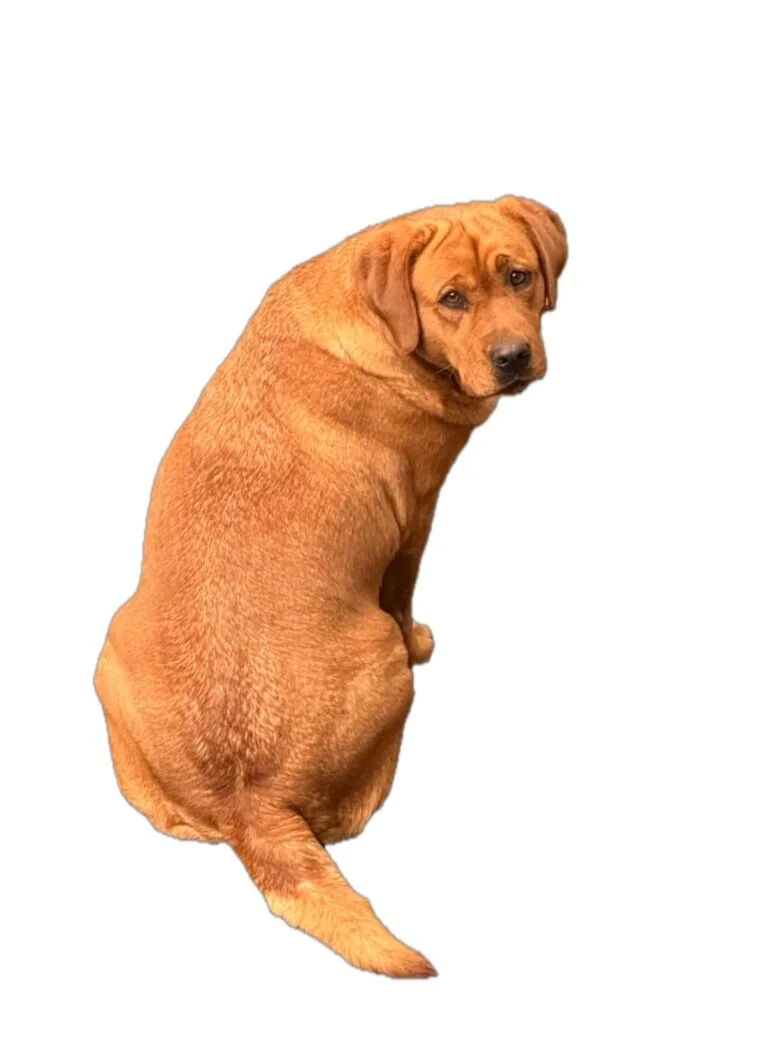 English lab breeders texas
