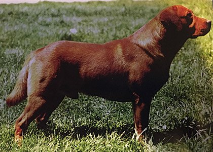 redfoxlab