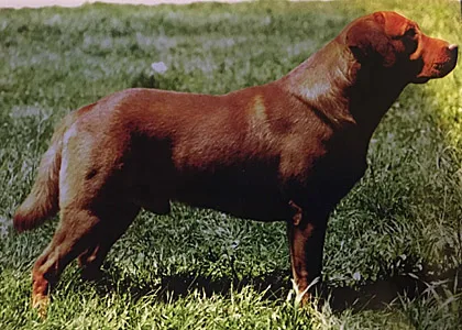 redfoxlab
