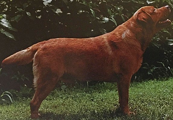 foxredlab