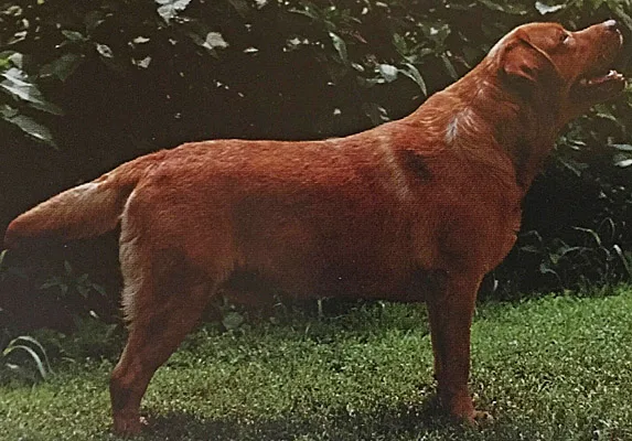 foxredlab