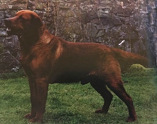 fox red labrador
