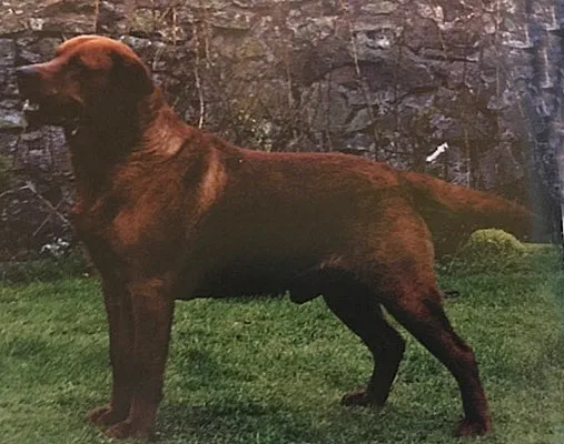fox red labrador