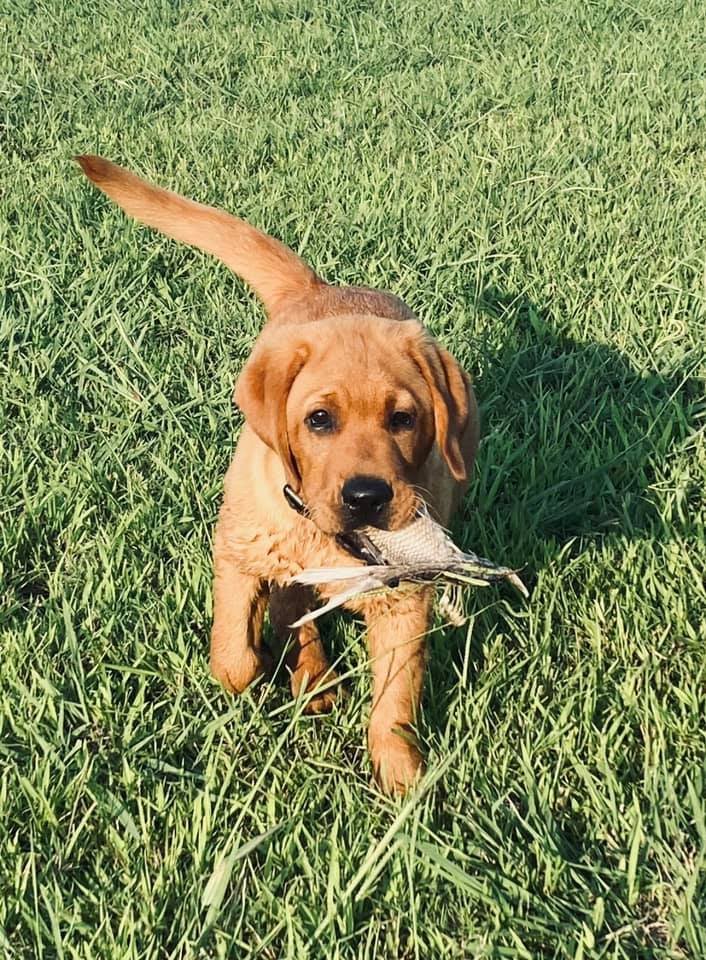 fox red lab puppy Memphis