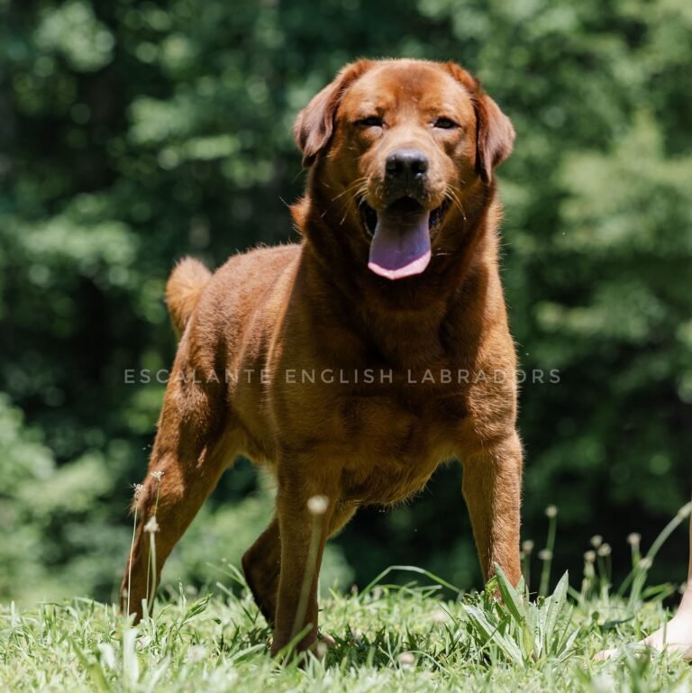 fox red labrador retriever