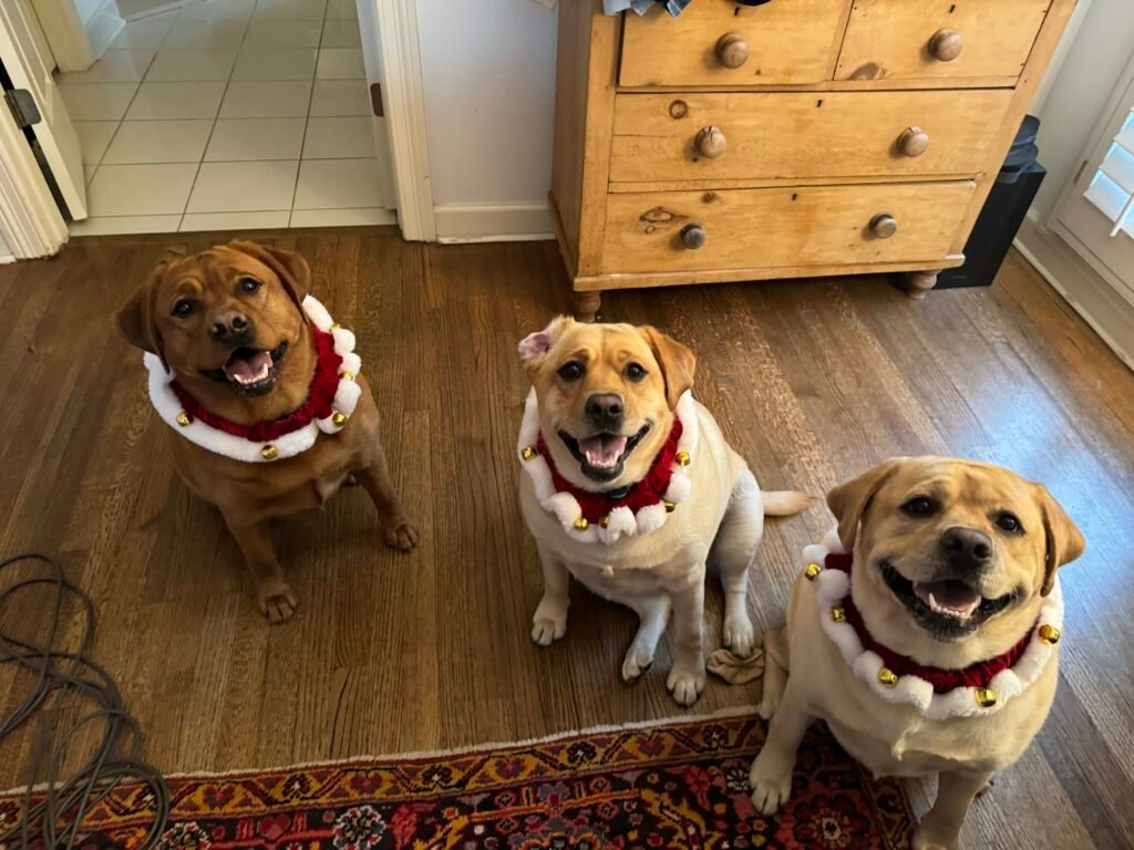 lab puppies Memphis TN