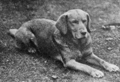 Red Lab