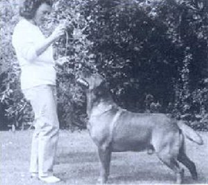 English labrador