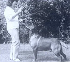 English labrador