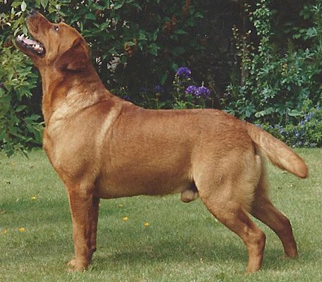 red lab
