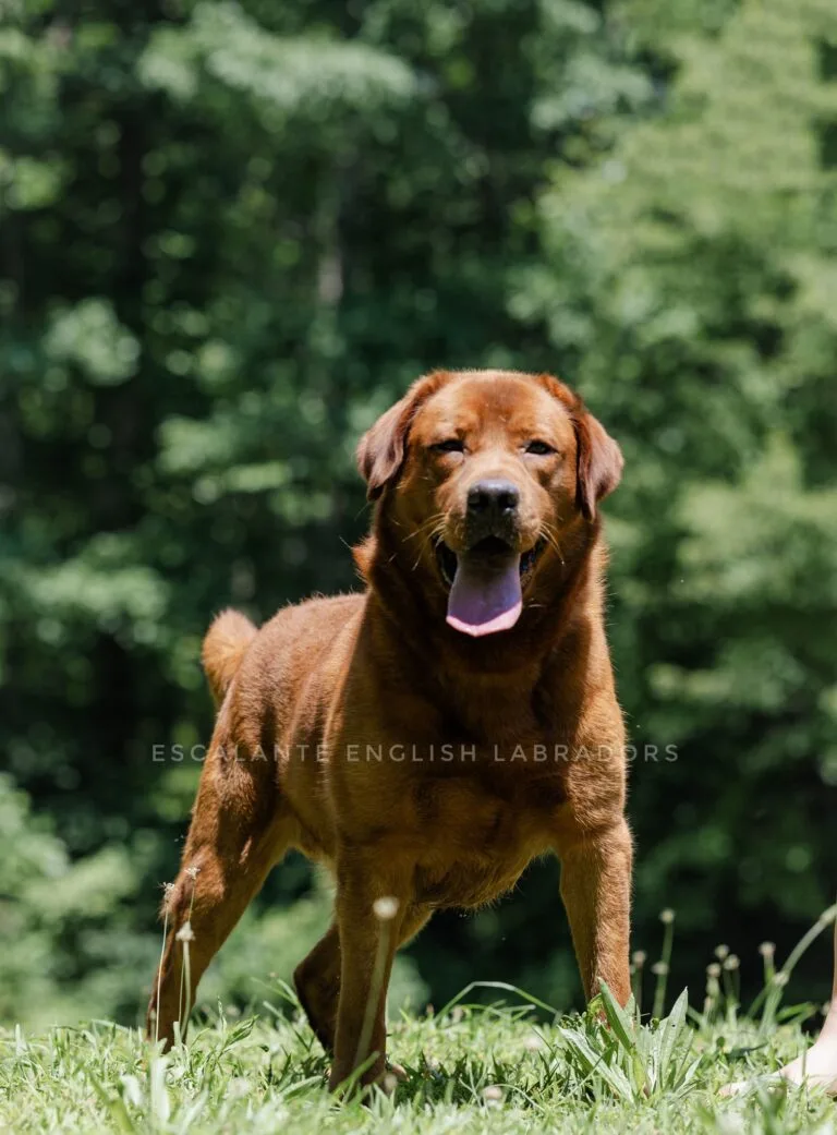 red English lab