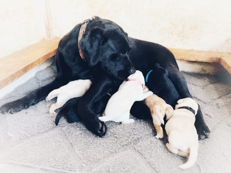black lab puppies