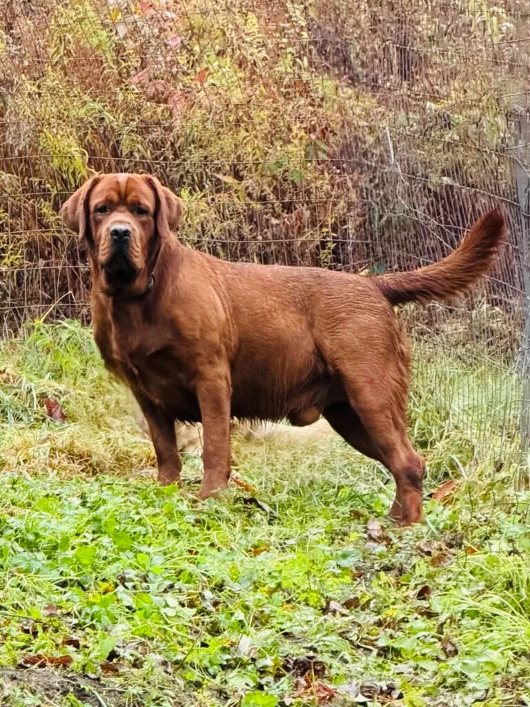 fox red labrador