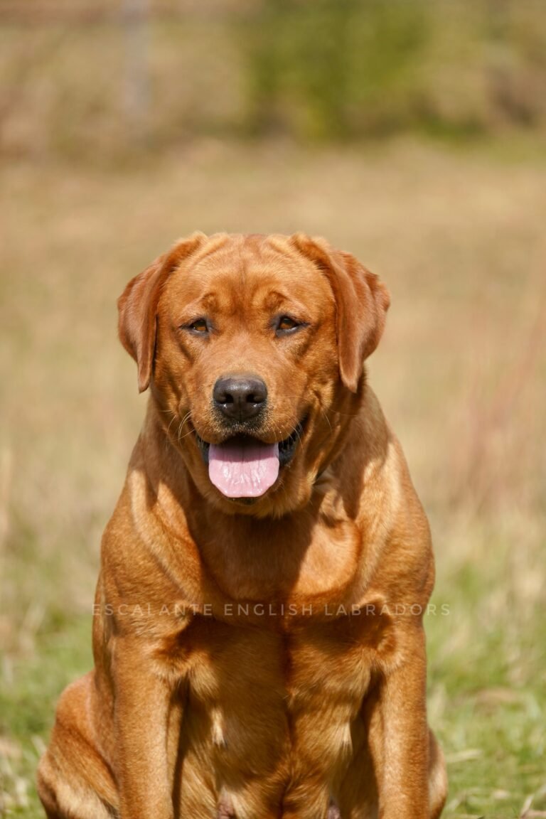 red fox labrador