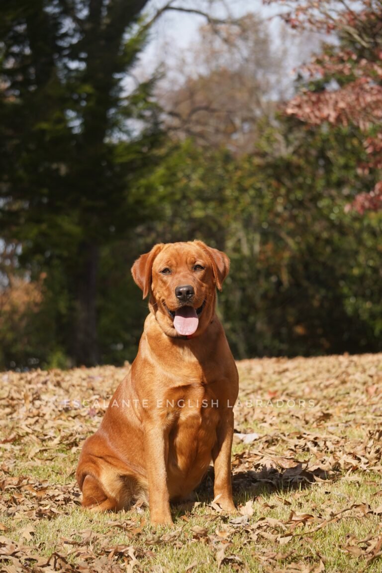 red fox labrador