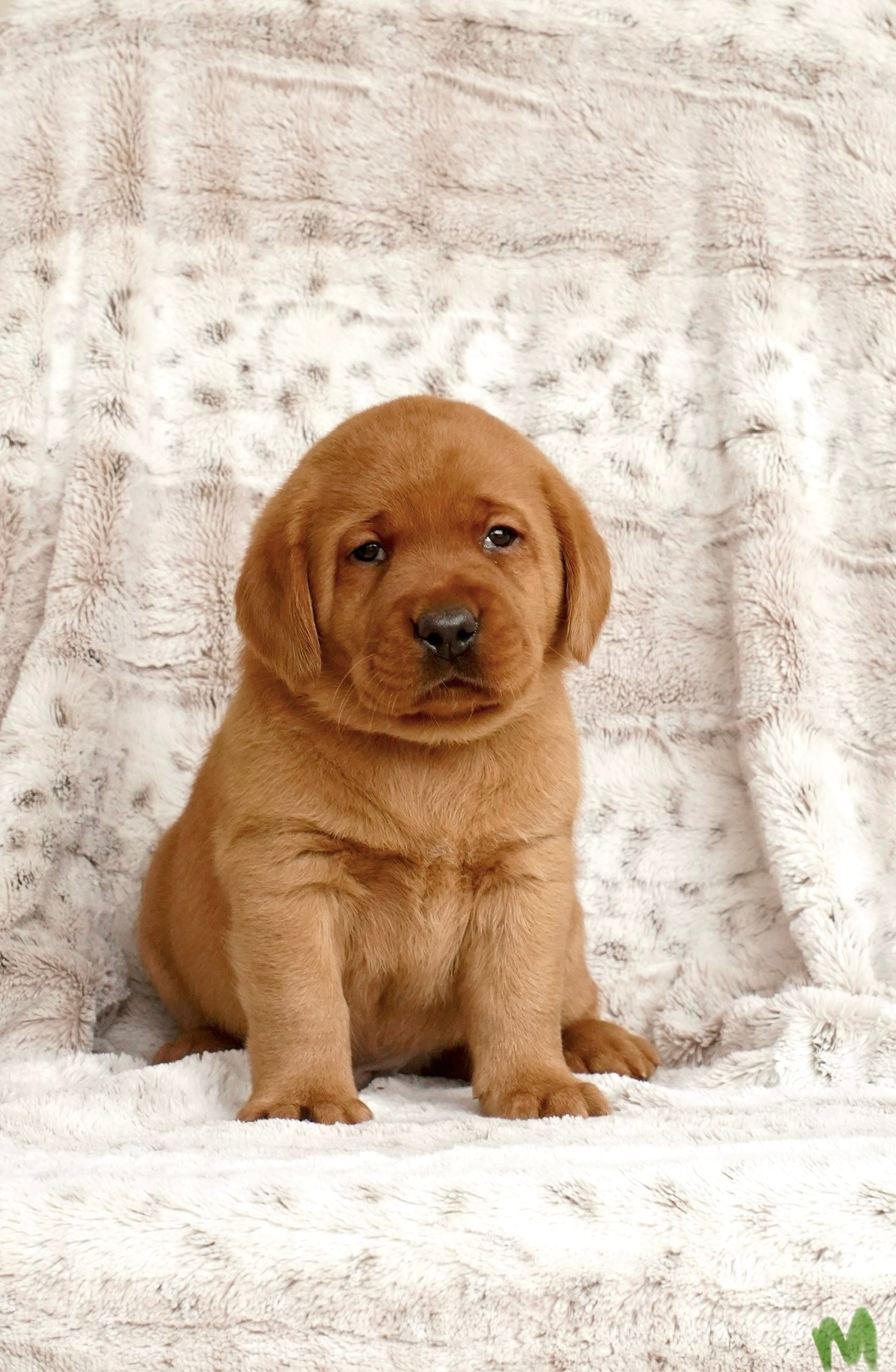 Chocolate Labrador Puppy Does Her Best Shark Impression When It's Time for  a New Bone - Parade Pets, image size:1470x2250