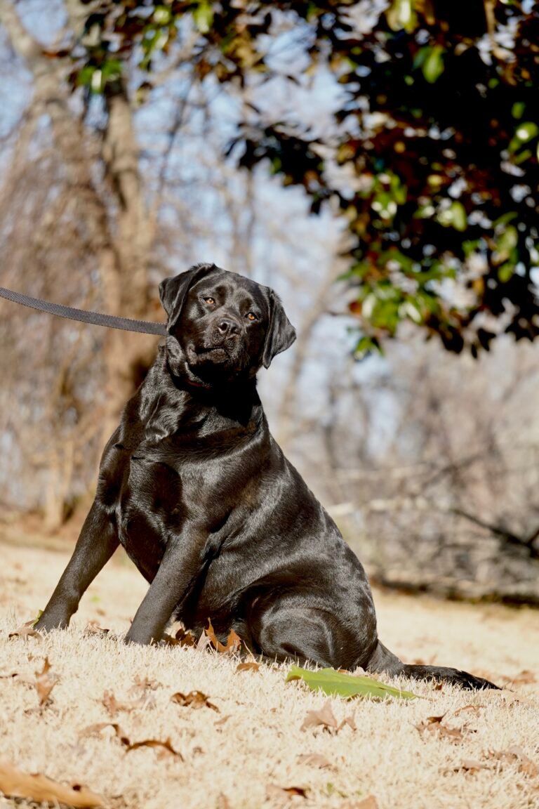 black English lab