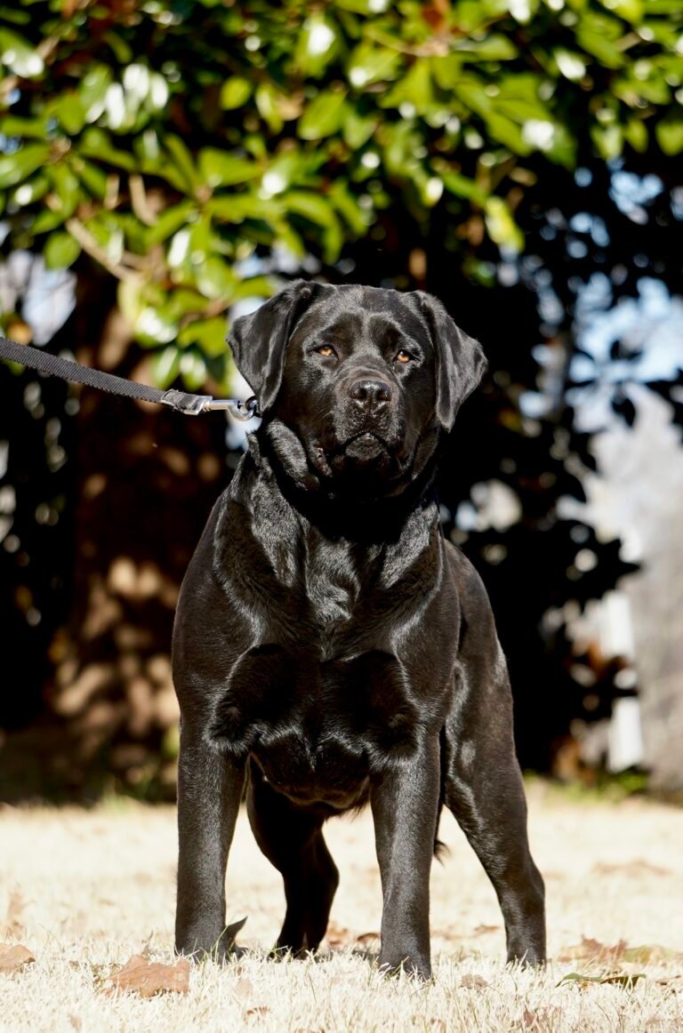 black labrador