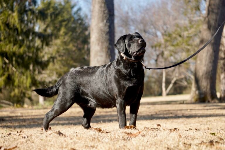 black lab puppies