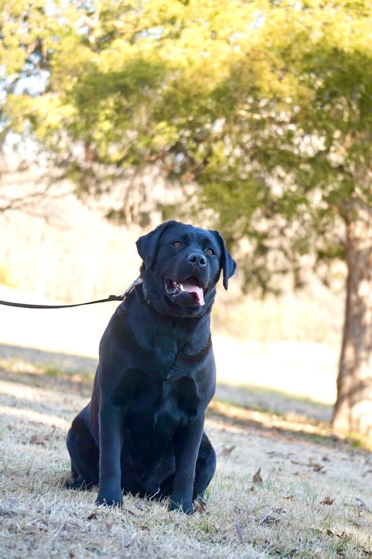 black labrador puppies for sale