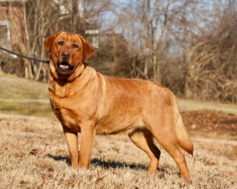 fox red lab