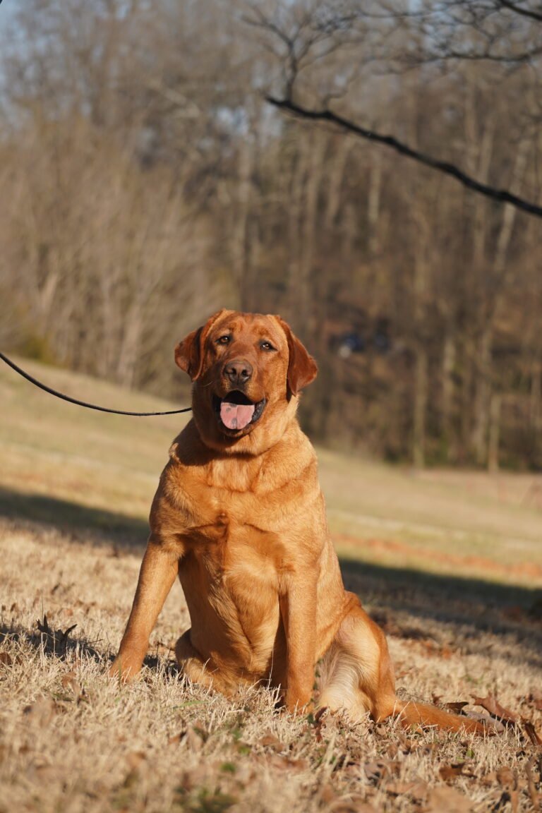 red pointing labradors