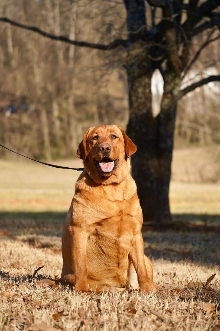 fox red labrador breeders