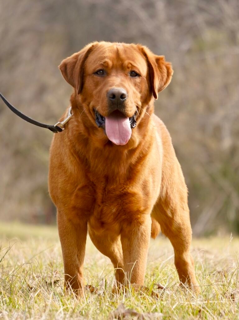 labrador retriever