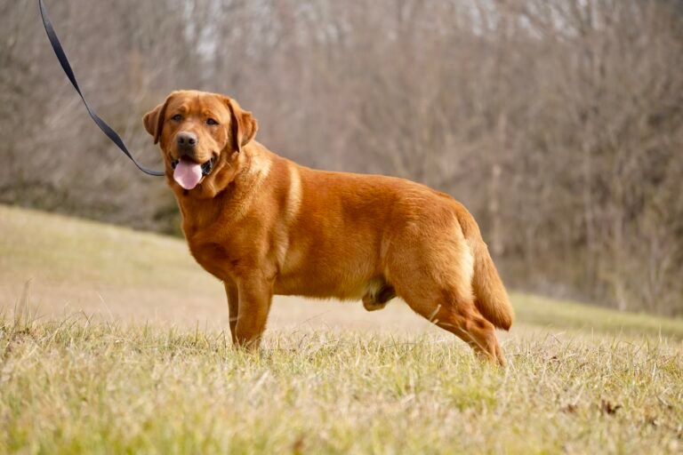 best labrador breeders