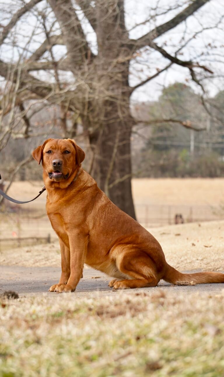 red lab breeders