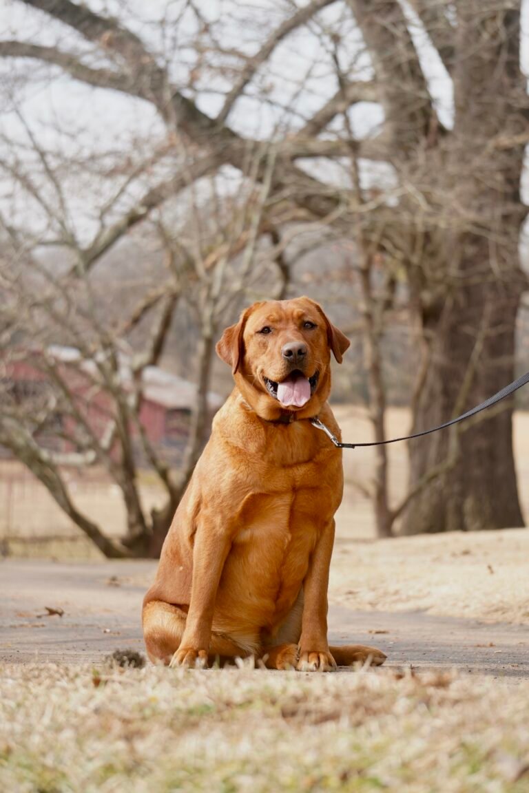 fox red labrador breeders