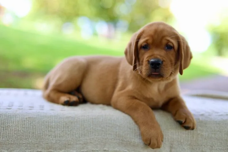 fox red english labrador puppies