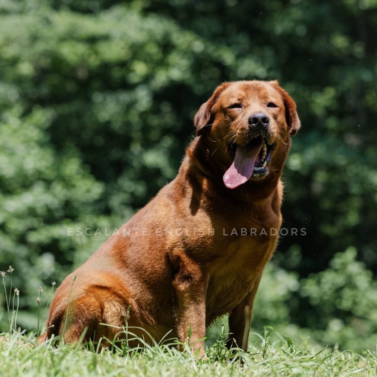 Red Lab