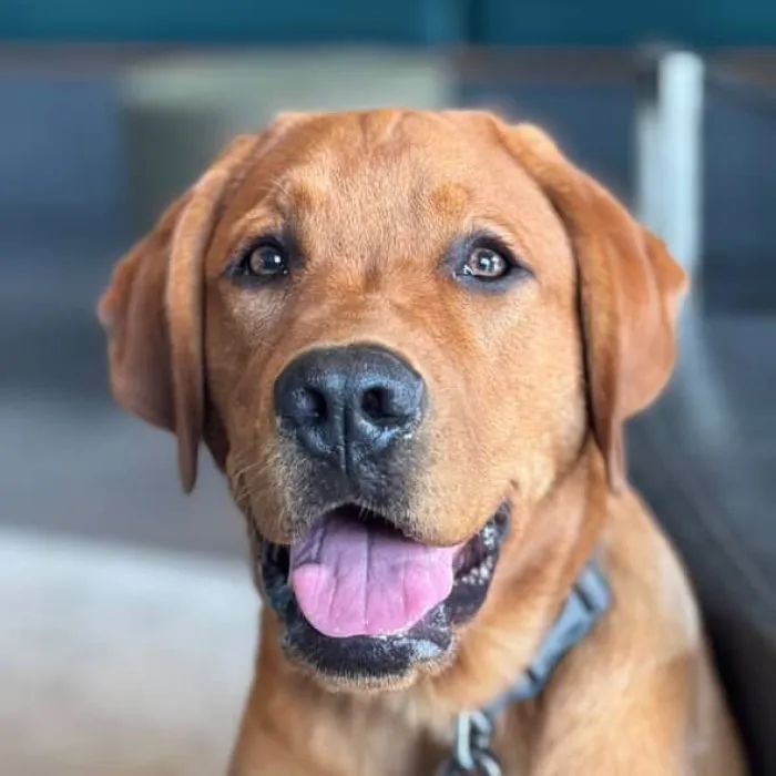 lab puppies in Memphis Tennessee