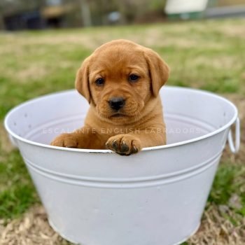 IMG_3598 labrador-retriever-cost
