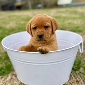 labrador-retriever-cost
