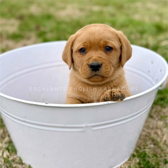 lab puppies for sale Atlanta GA