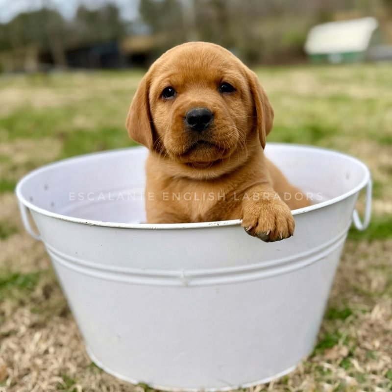 lab puppies for sale VA